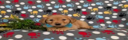 Golden Retriever dogs for sale: Forest - Ad 6