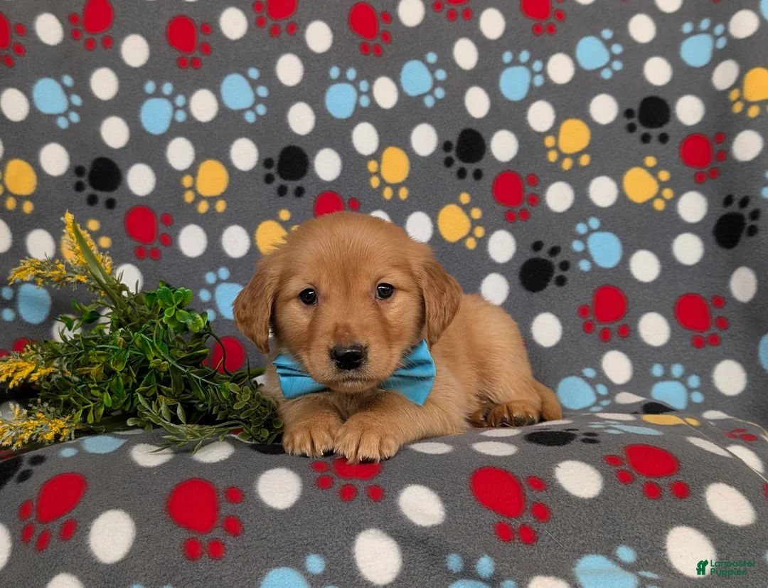 Golden Retriever dogs for sale: Forest - Ad 6