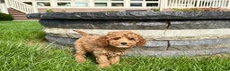Cockapoo dogs for sale: Cockapoo female 4 - Ad 5