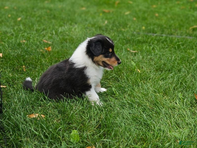 Collie dogs Boy 2 - Ad 1