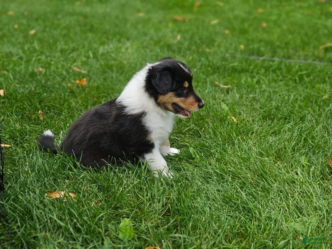 Collie dogs for sale: Boy 2 - Ad 1