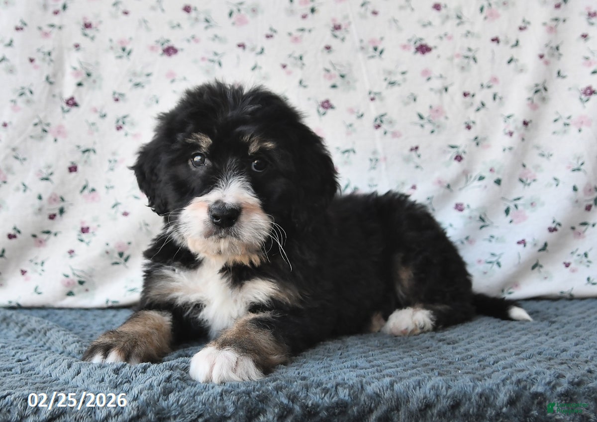 Bernedoodle dogs Bobby - Ad 2