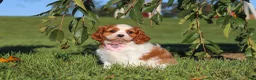 Cavalier King Charles Spaniel dogs for sale: Lila - Ad 9