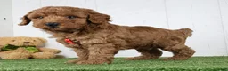 Miniature Poodle dogs for sale: Polar - Ad 4