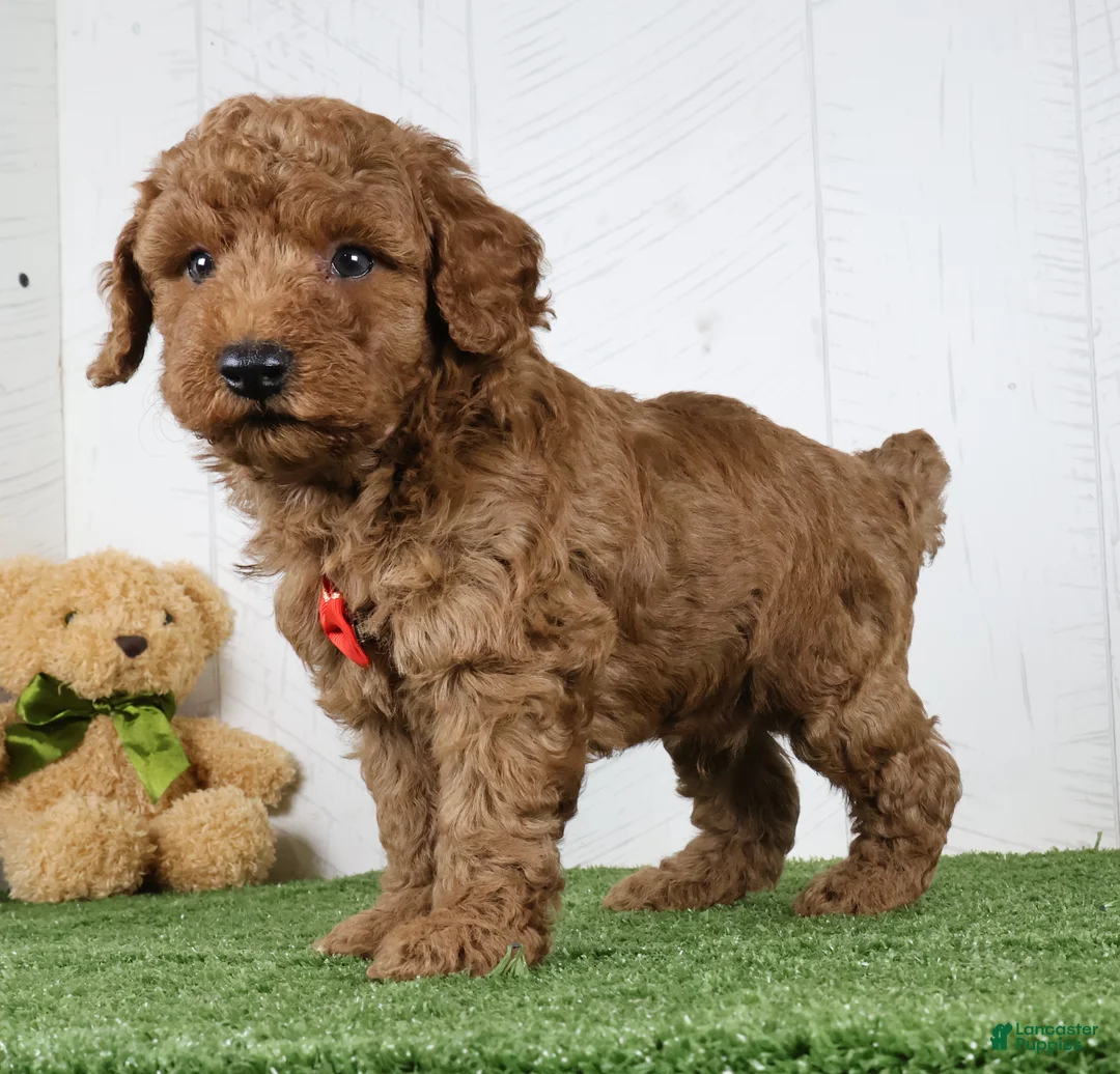 Miniature Poodle dogs for sale: Polar - Ad 4