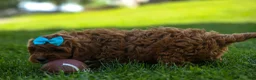 Cavapoo dogs for sale: OSCAR - Ad 16