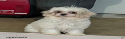 Teddy Bear dogs for sale: Oakley - Ad 3