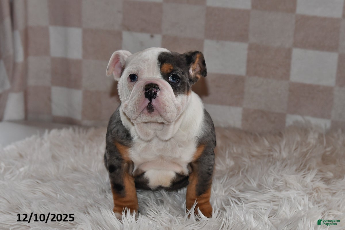Olde English Bulldogge dogs Sadie - Ad 9