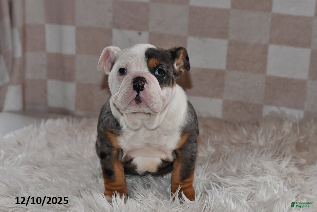 Olde English Bulldogge dogs for sale: Sadie - Ad 1