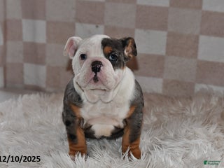 Olde English Bulldogge dogs Sadie - Ad 2