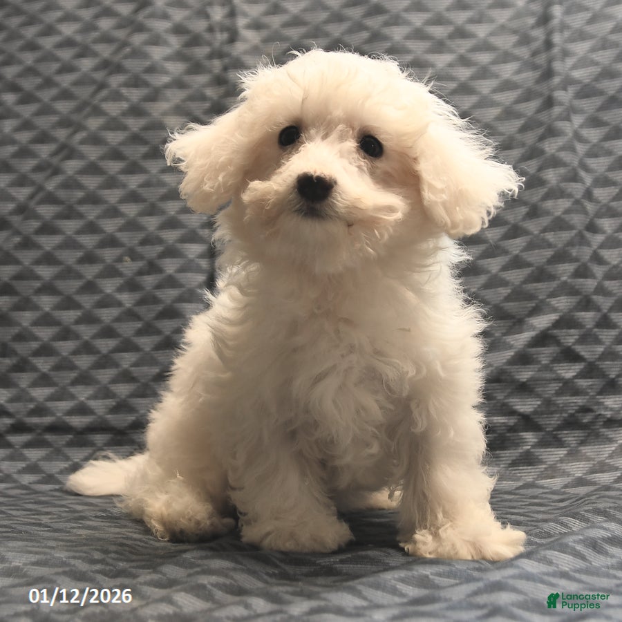 Bichon Frise dogs Fay - Ad 28