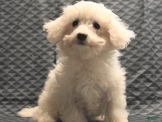 Bichon Frise dogs Fay - Ad 28