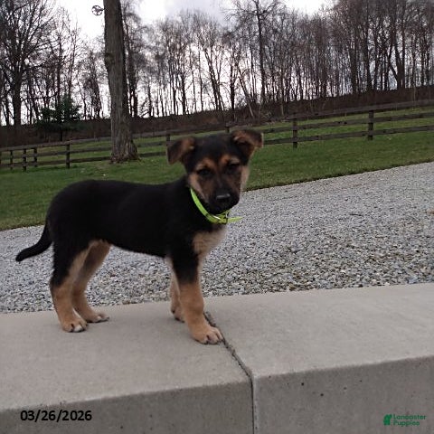 German Shepherd dogs Sandy - Ad 2