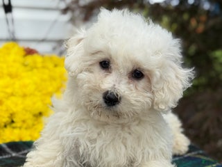 Bichon Frise dogs - Ad 8