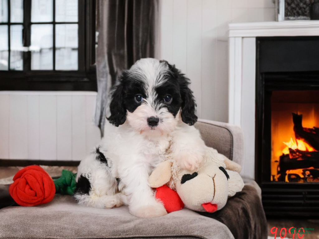 Cavapoo dogs Casey - Ad 1