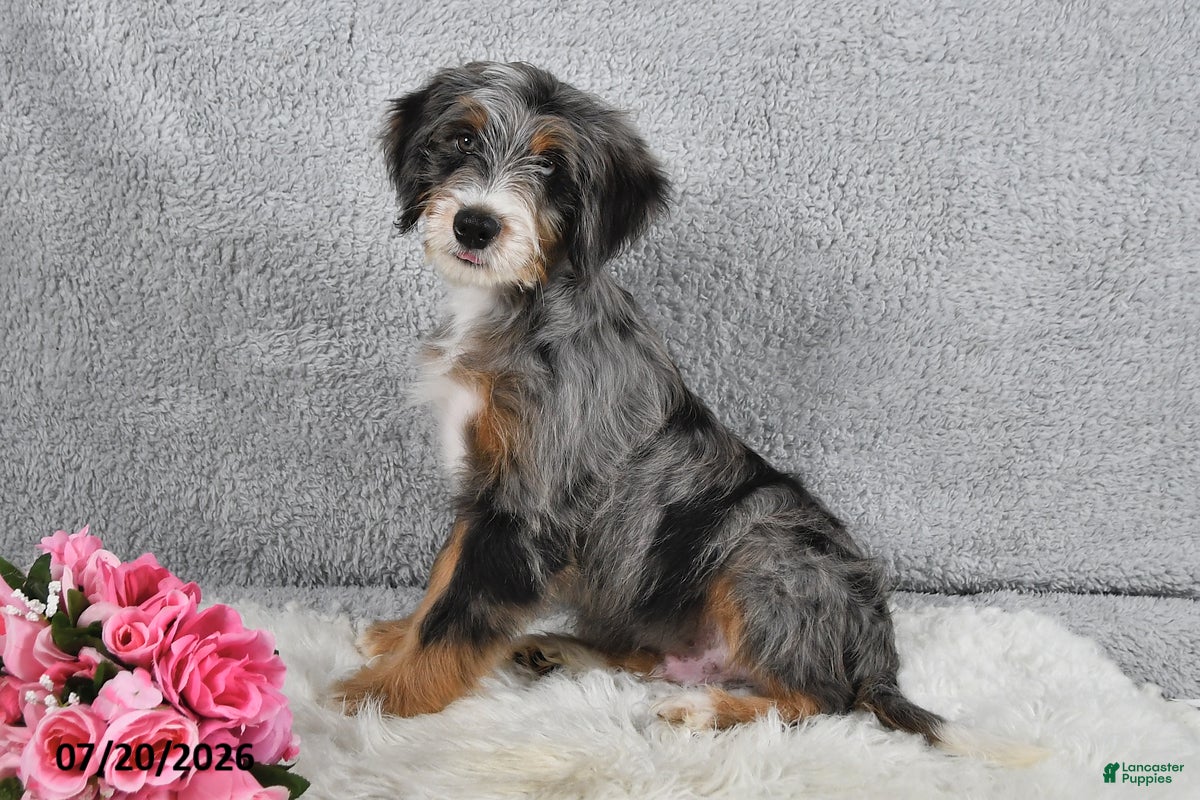Mini Bernedoodle dogs Winston - Ad 2