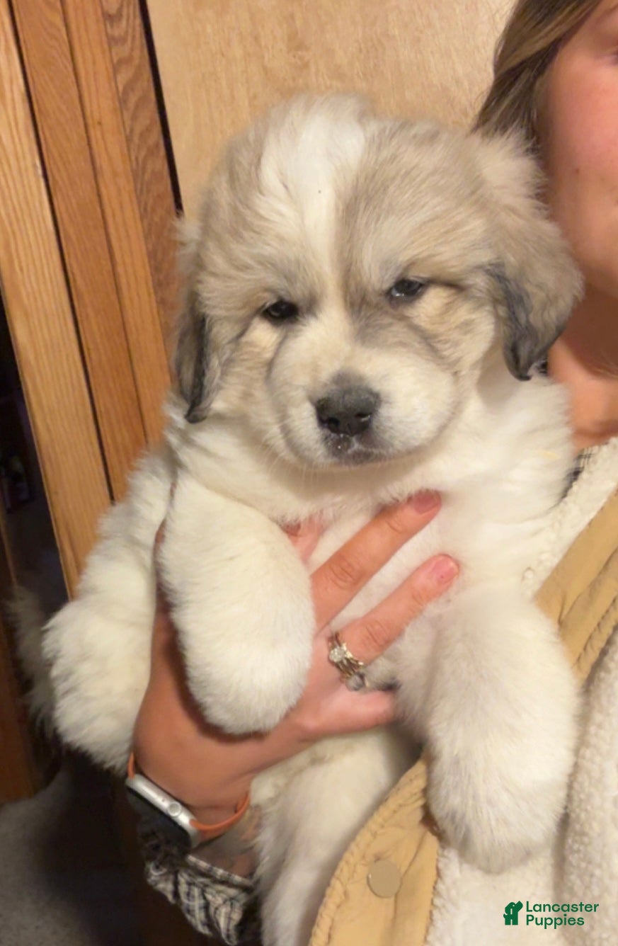 Great Pyrenees dogs Great Pyrenees Female Puppy - Purple - Ad 24