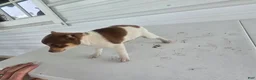 Chihuahua dogs for sale: Kendra - Ad 5