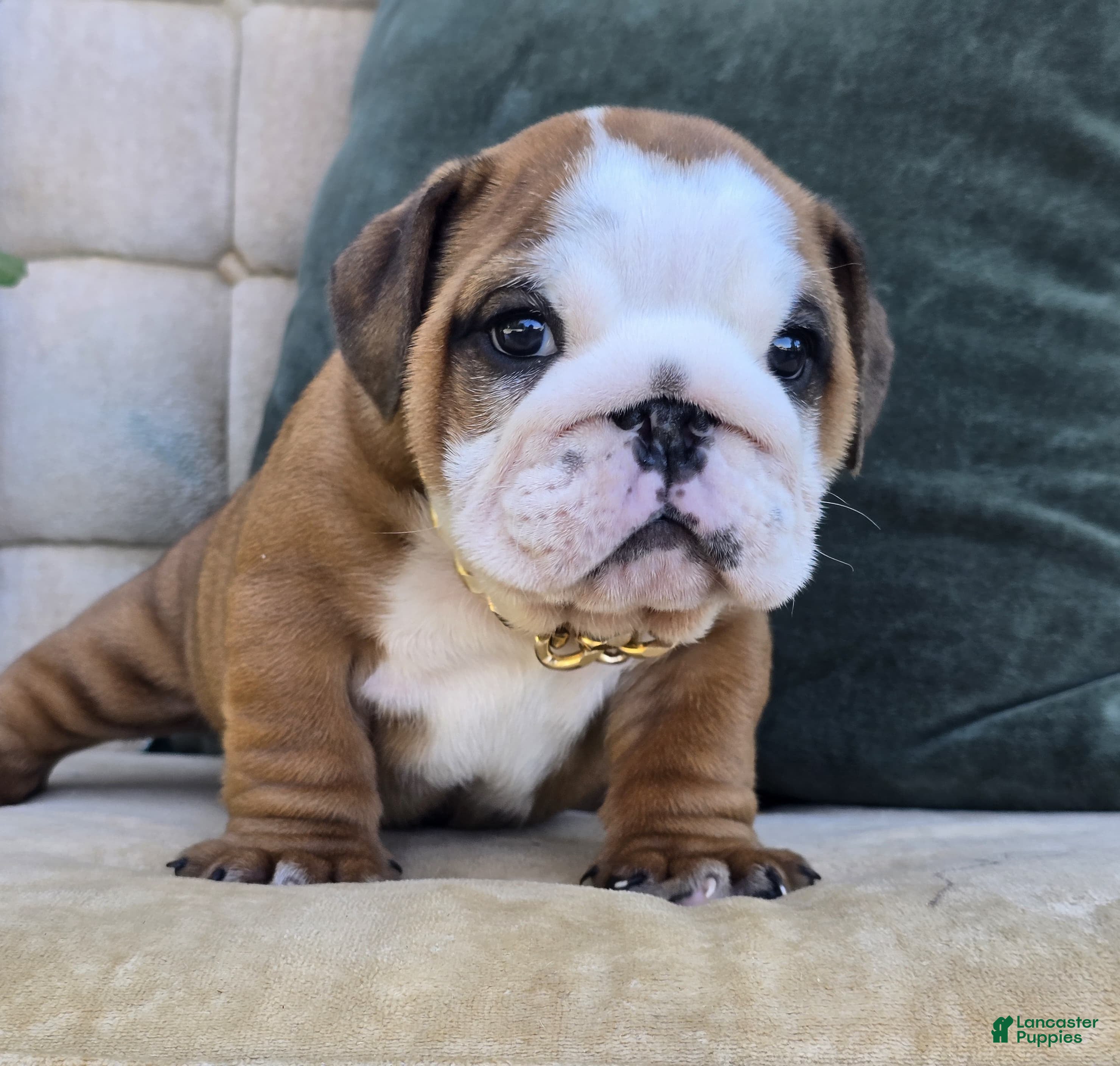 English Bulldog dogs Dominic - Ad 2