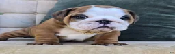 English Bulldog dogs for sale: Dominic - Ad 2
