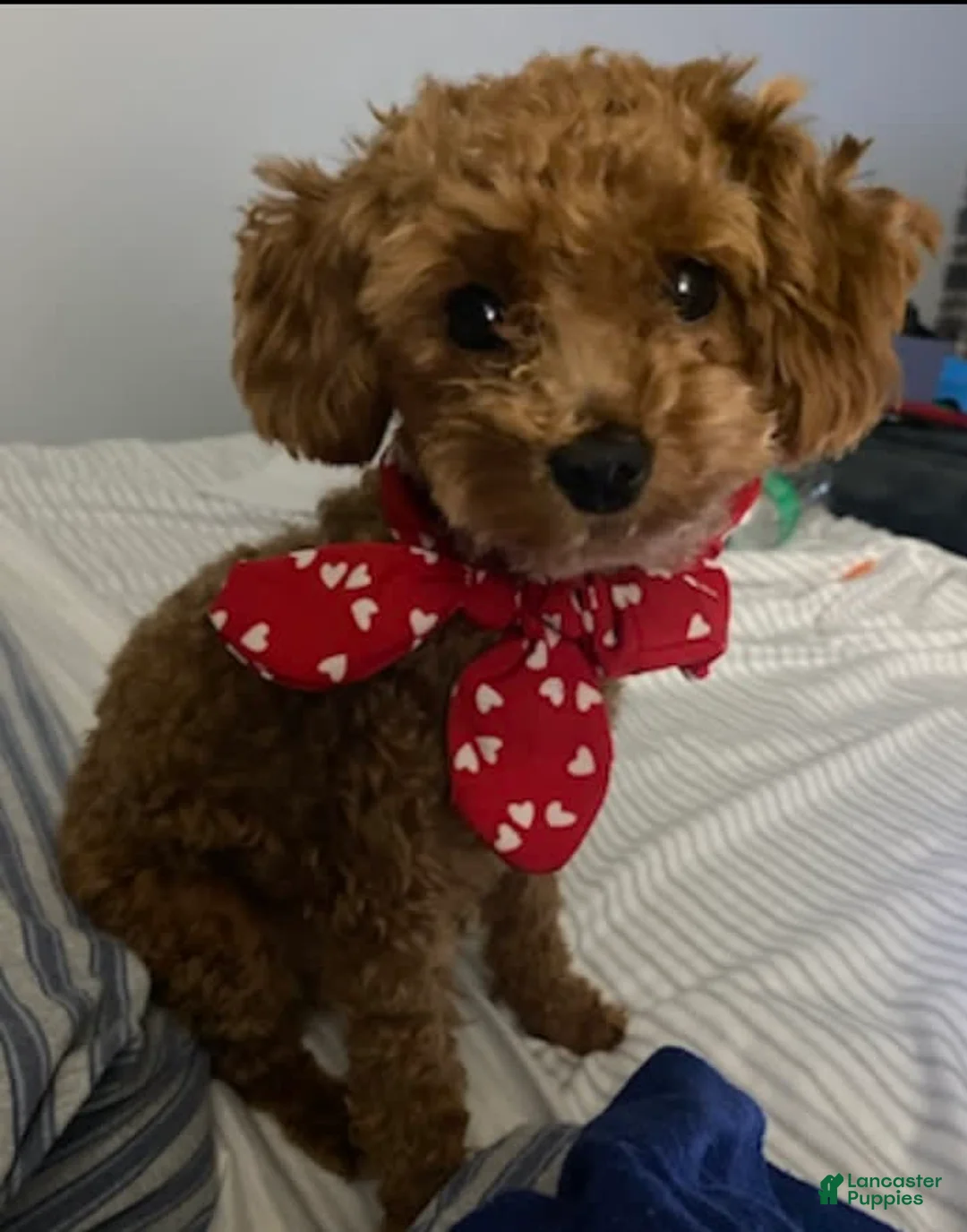 Gallery Image {{count}}