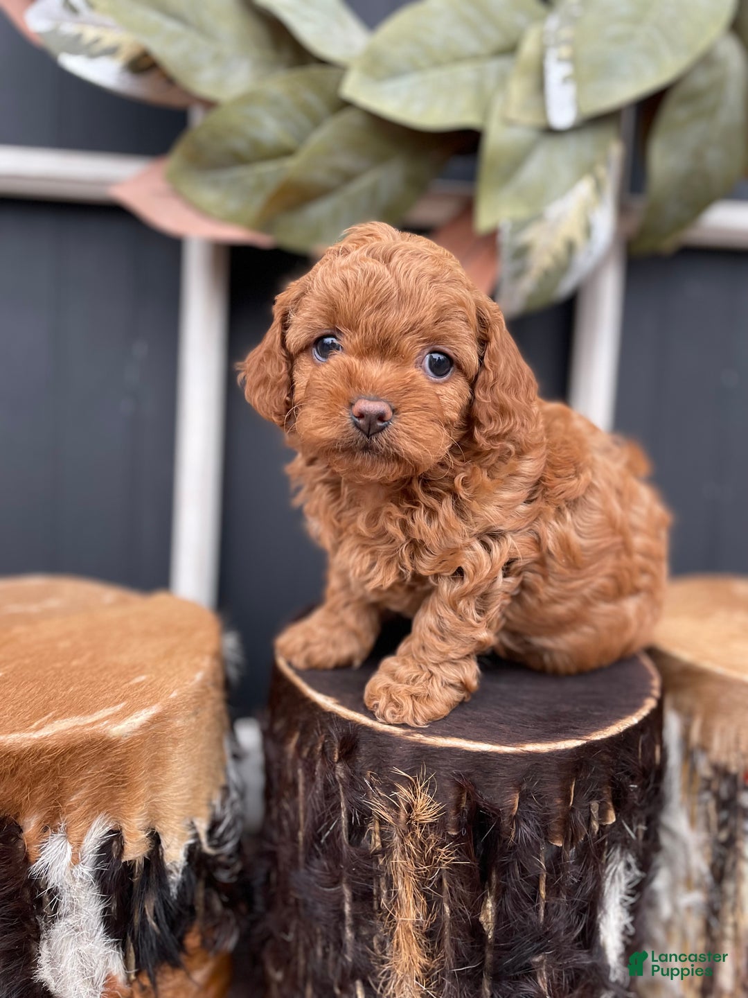 Cavapoo dogs for sale: Ellie - Ad 3