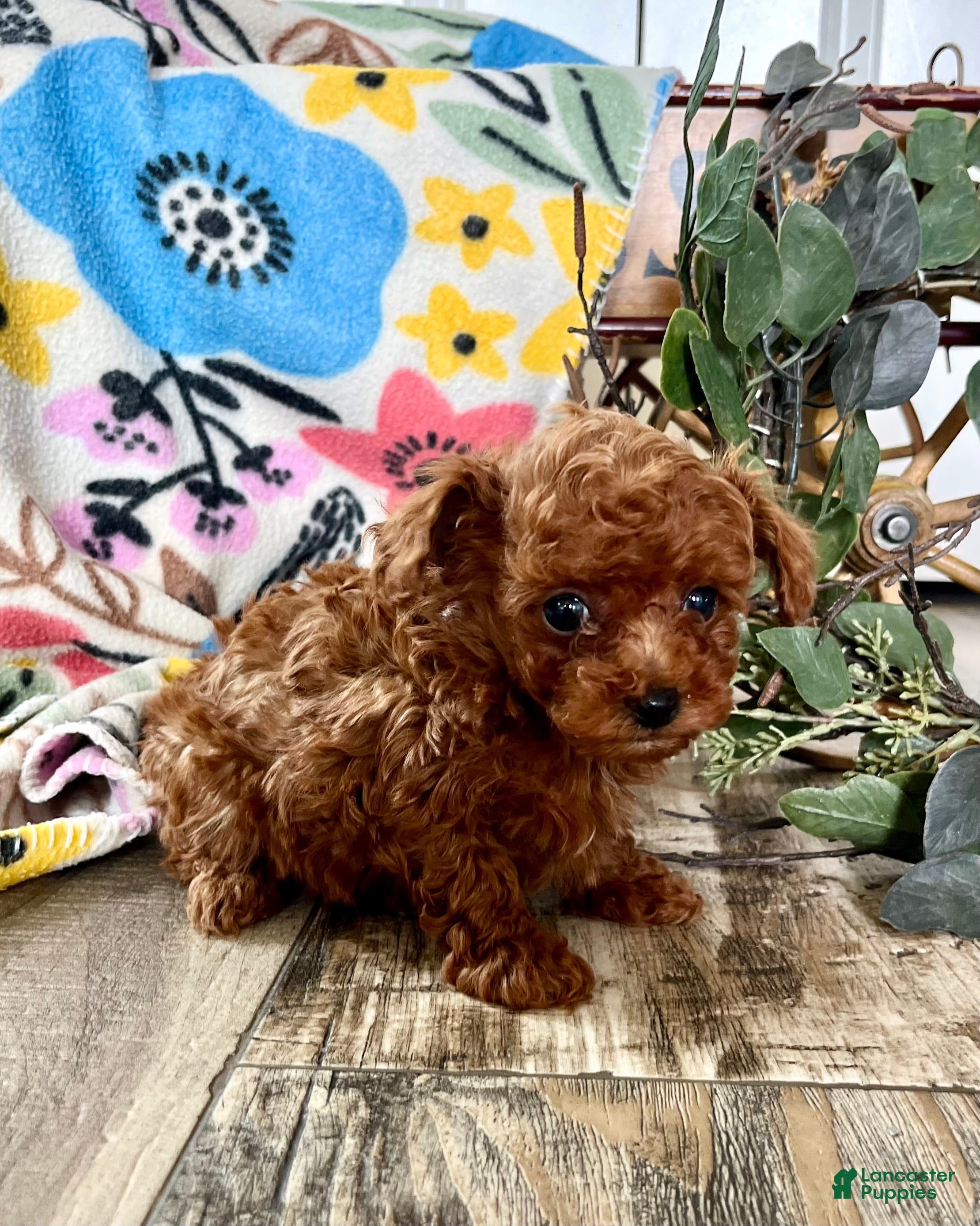 Toy Poodle dogs for sale: Baby giggles ❤️ 4 pound mom and dad ❤️ crate/potty trained ❤️ 717-344-8460  - Ad 2