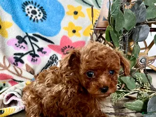 Toy Poodle dogs for sale: Baby giggles ❤️ 4 pound mom and dad ❤️ crate/potty trained ❤️ 717-344-8460 - Ad 2