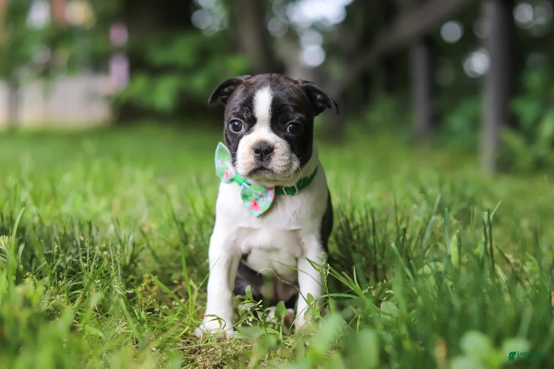 Boston Terrier dogs for sale: Meadow - Ad 2