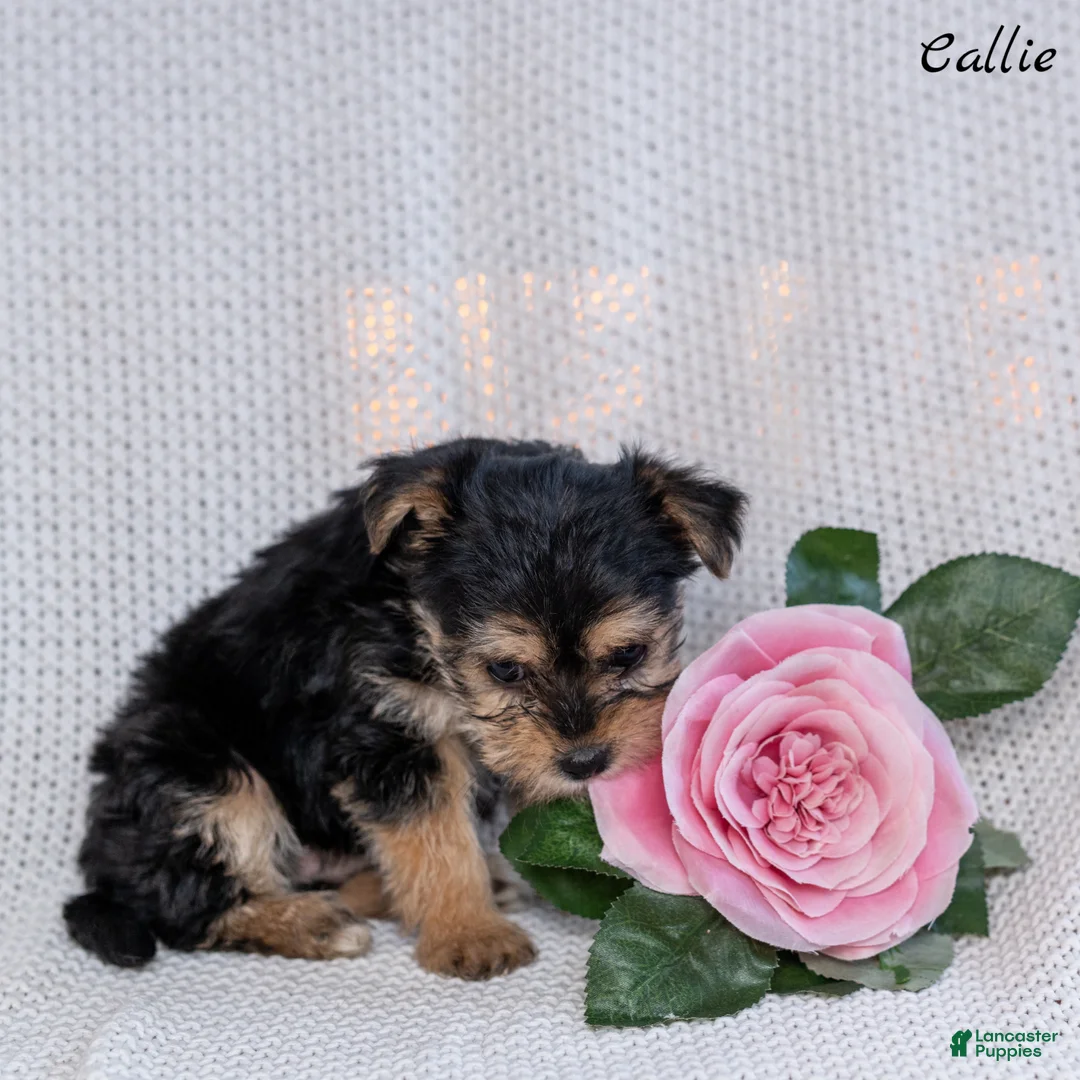 Morkie dogs for sale: Callie - Ad 2