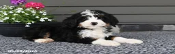 Mini Bernedoodle dogs for sale: Quinn - Ad 2