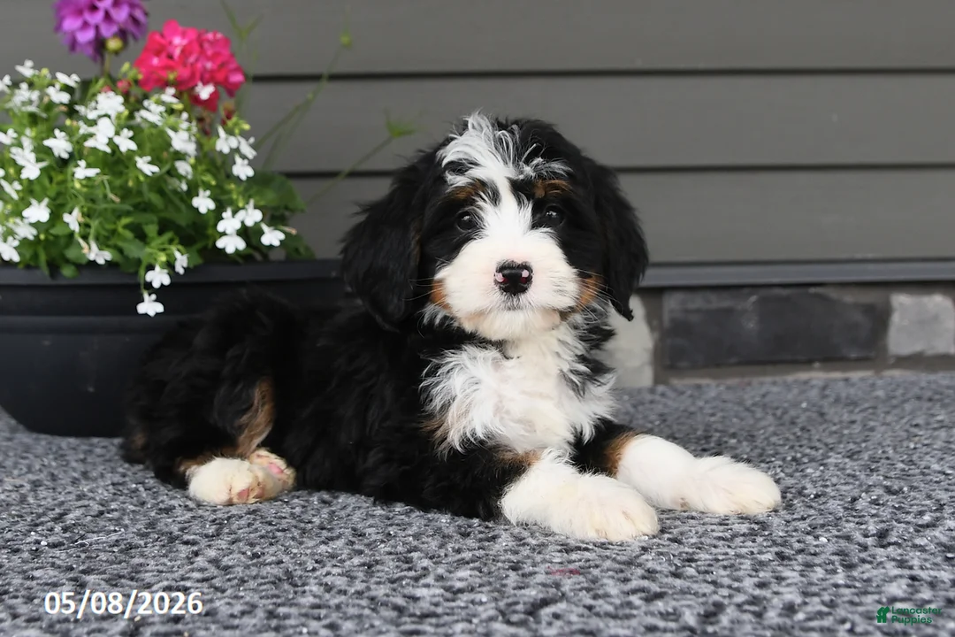 Mini Bernedoodle dogs for sale: Quinn - Ad 2