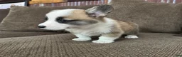 Welsh Corgi Pembroke dogs for sale: Candy - Ad 6