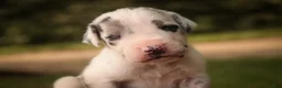 Great Dane dogs for sale: Blake Great Dane  - Ad 11