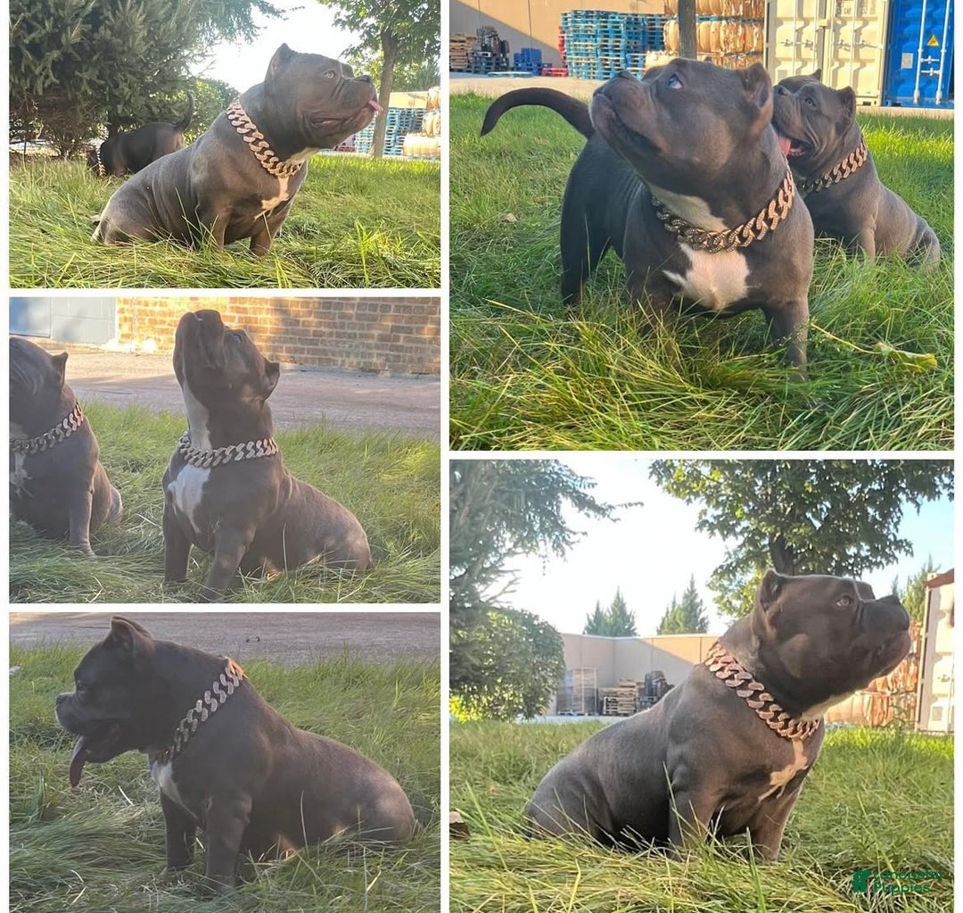 American Bully dogs for sale: American Bully Puppy 9 - Ad 2