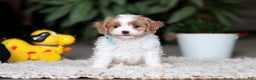 Cavapoo dogs for sale: Randy - Ad 2