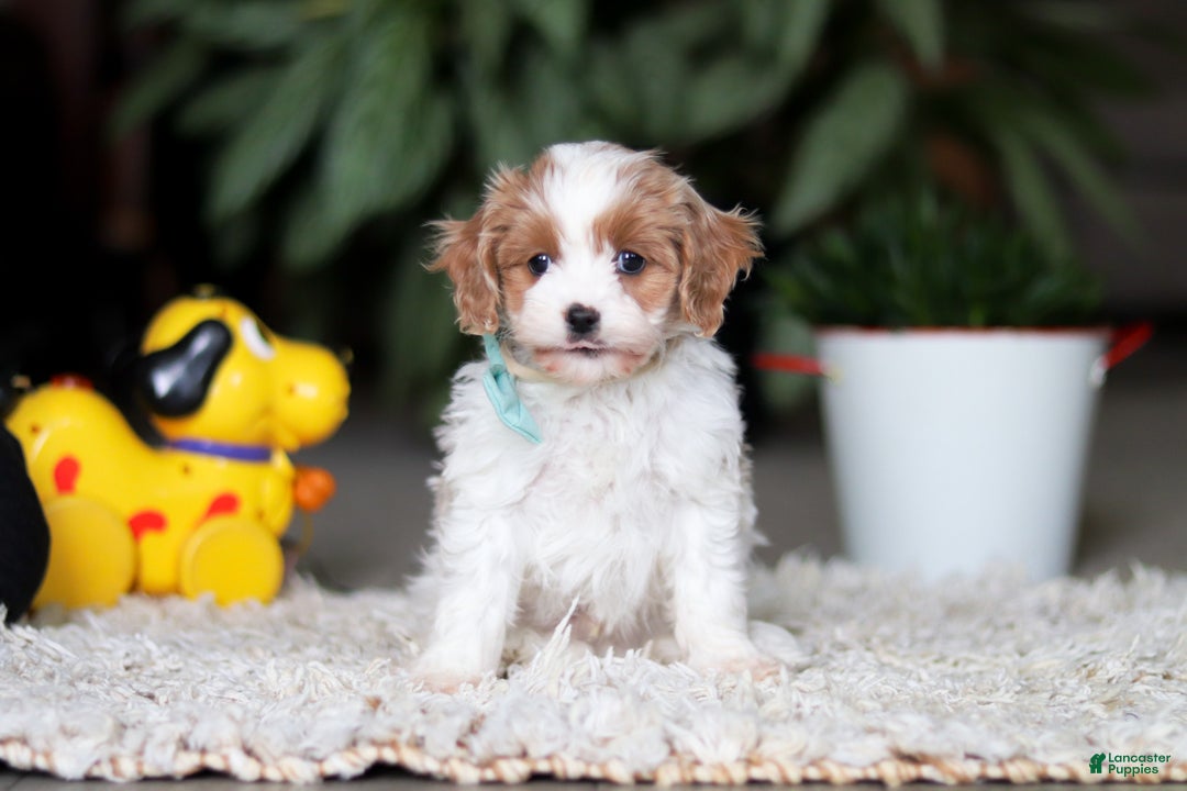 Cavapoo dogs for sale: Randy - Ad 2