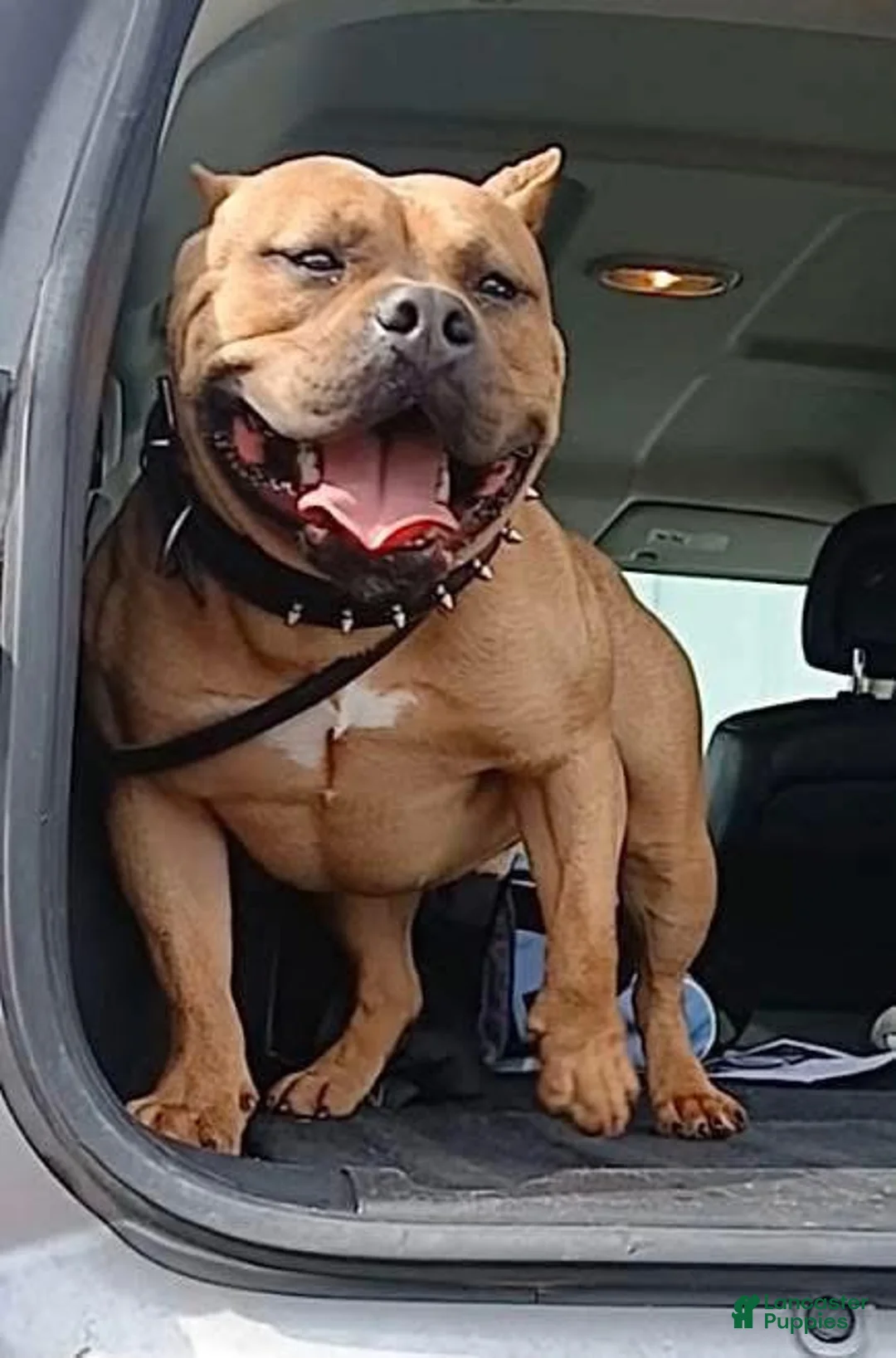 American Bully dogs for sale: Jinu - Ad 2