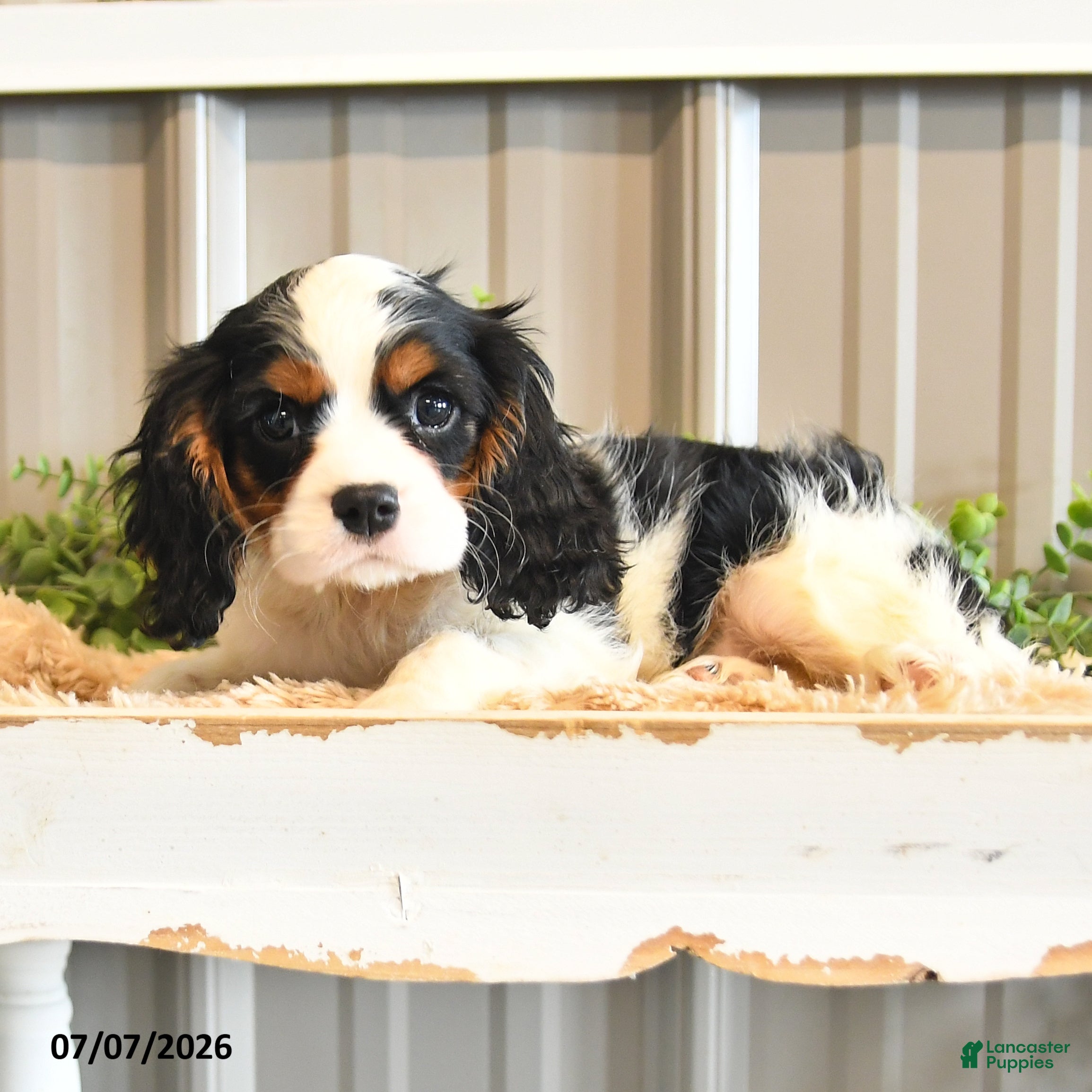 Cavalier King Charles Spaniel dogs Kurt - Ad 1