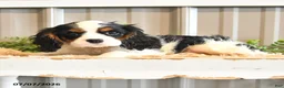 Cavalier King Charles Spaniel dogs for sale: Kurt - Ad 7