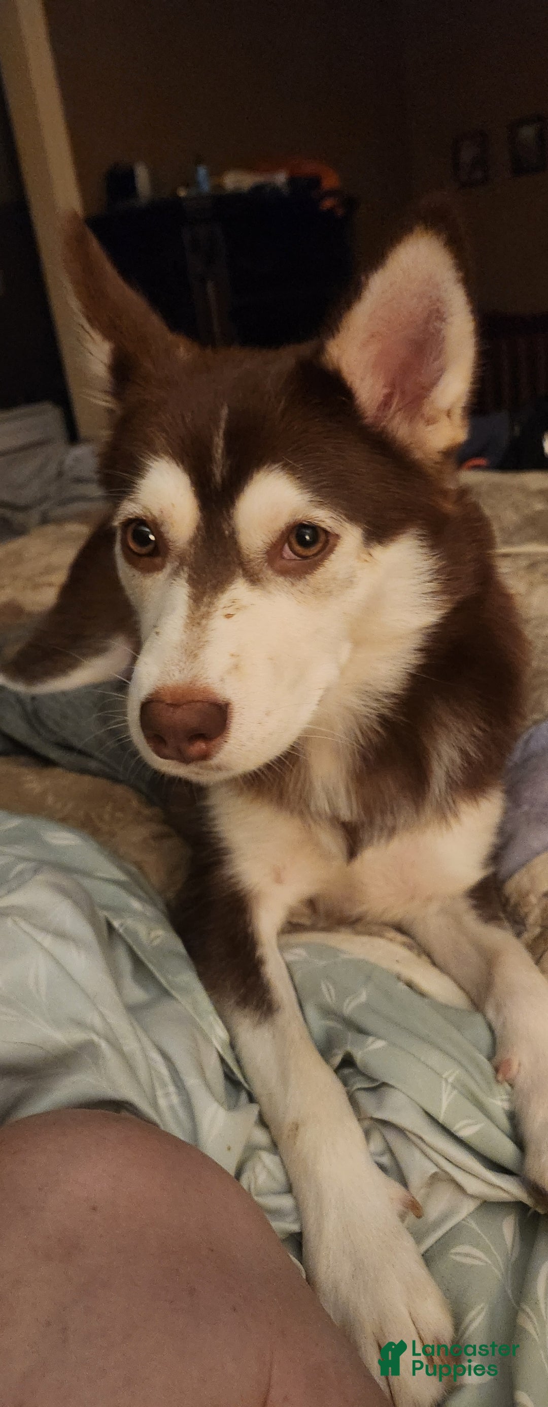 Pomsky dogs for sale: Mary  - Ad 2