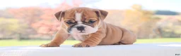 English Bulldog dogs for sale: Poppy - Ad 3