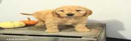 Mini Goldendoodle dogs for sale: Carly - Ad 10