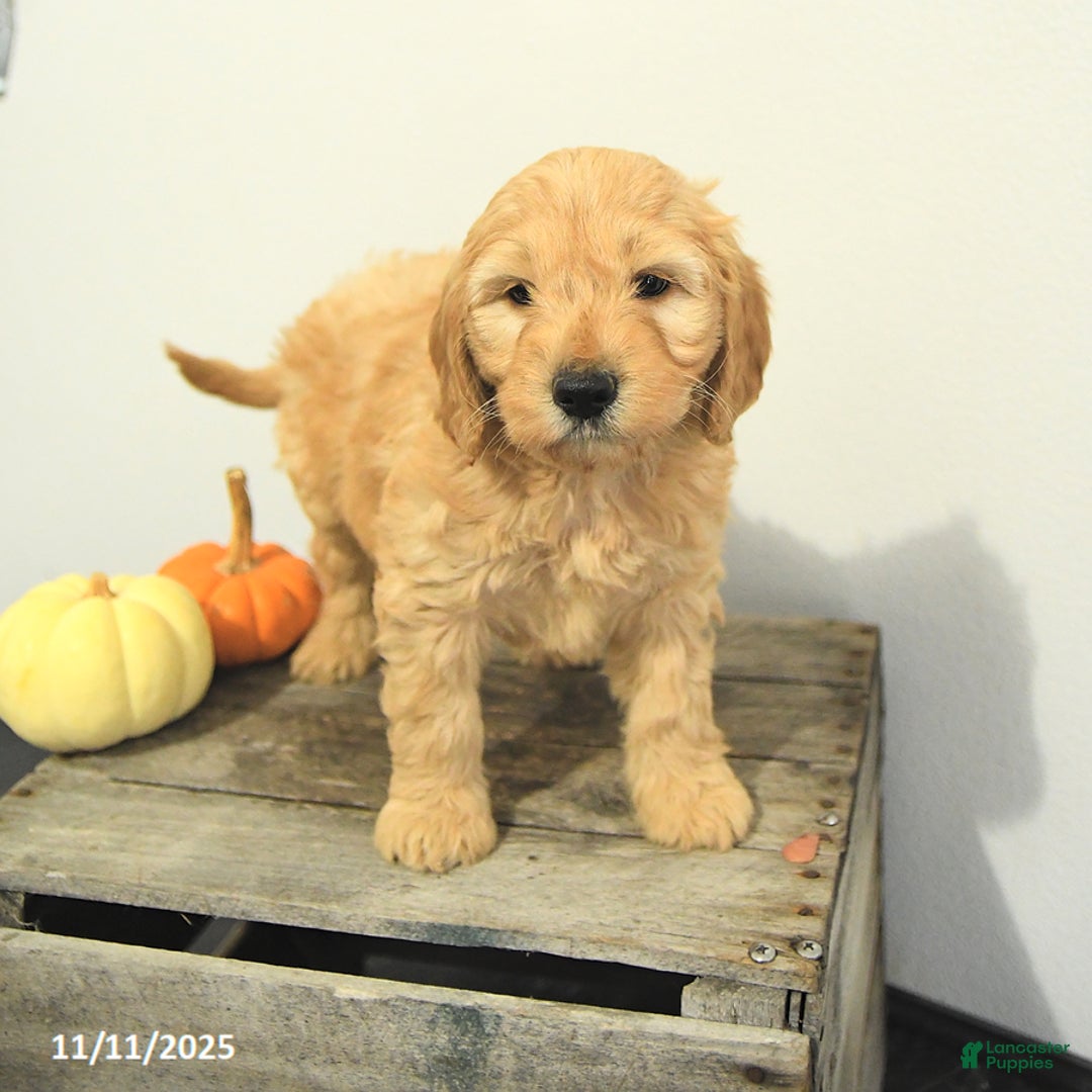 Mini Goldendoodle dogs for sale: Carly - Ad 10