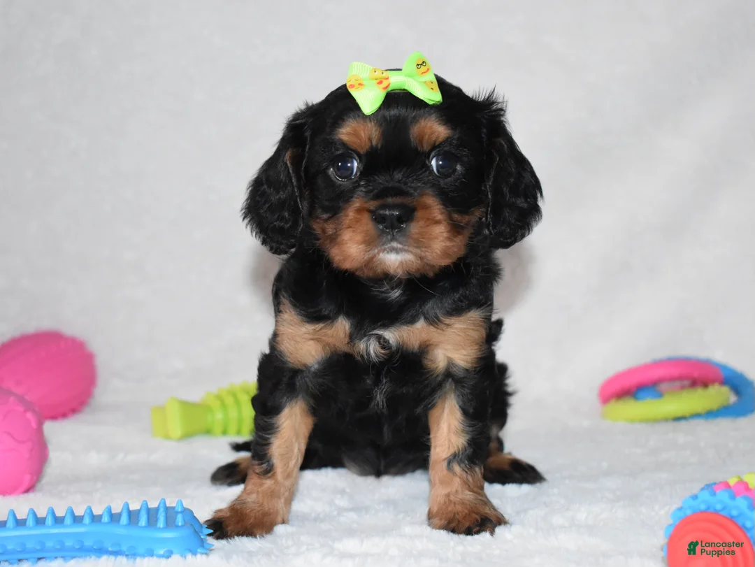Cavalier King Charles Spaniel dogs for sale: Polly - Ad 3