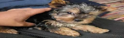 Yorkshire Terrier dogs for sale: Yorkshire Terrier Puppy 2 - Ad 3