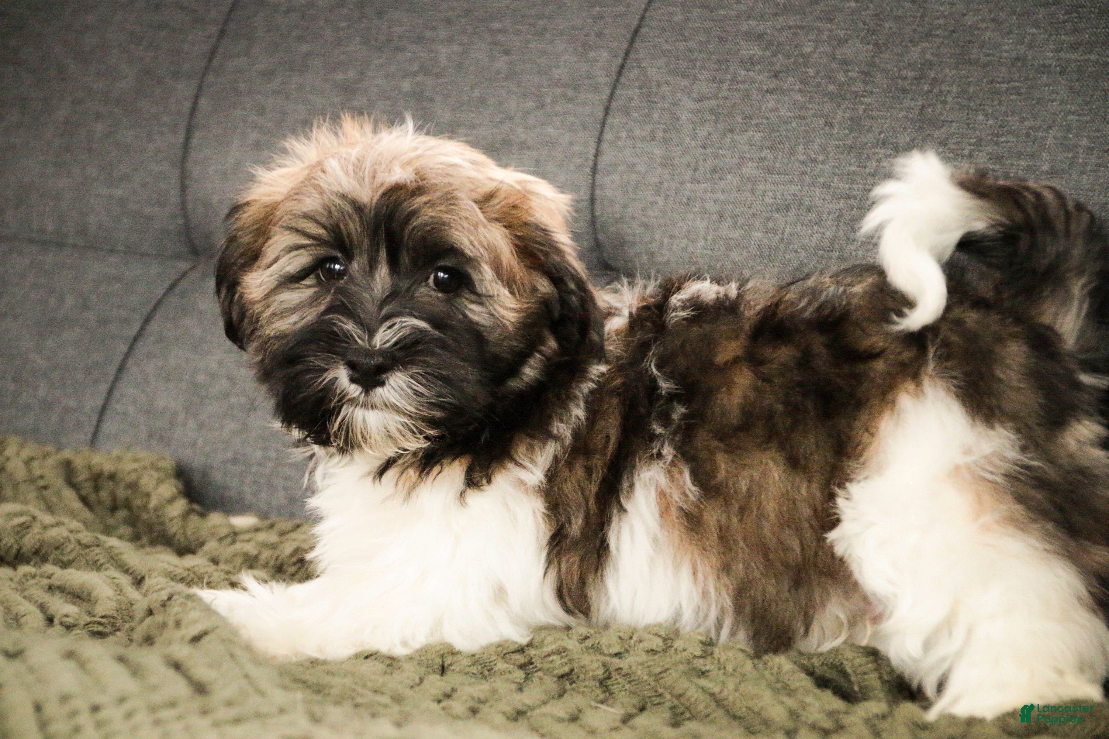 Havanese dogs Biscotti - Ad 21