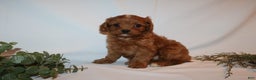 Cavapoo dogs for sale: Sue - Ad 6