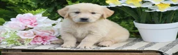 Golden Retriever dogs for sale: Faith - Ad 2