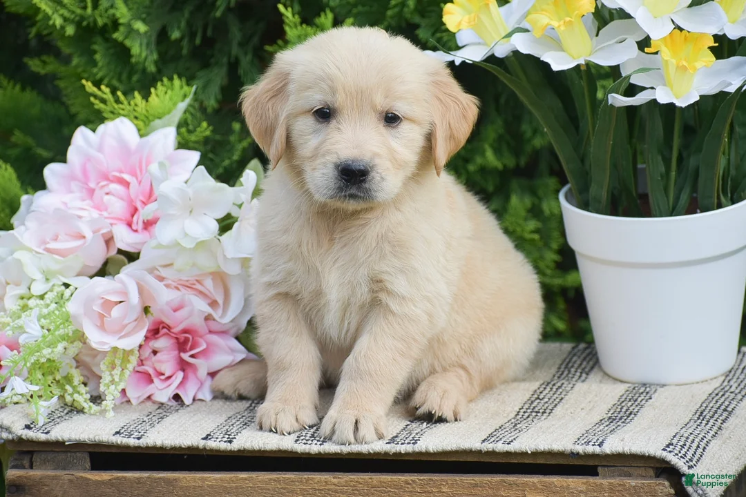 Golden Retriever dogs for sale: Faith - Ad 2